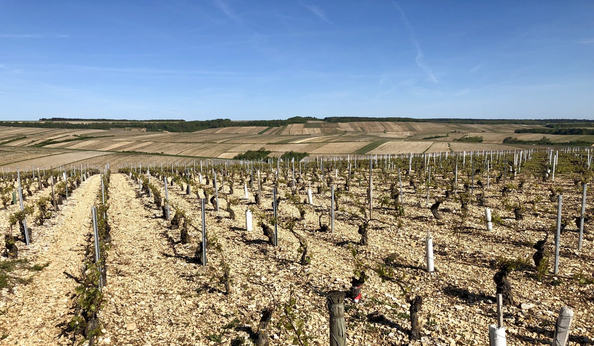 Chablisskolan – Chablis Chablis