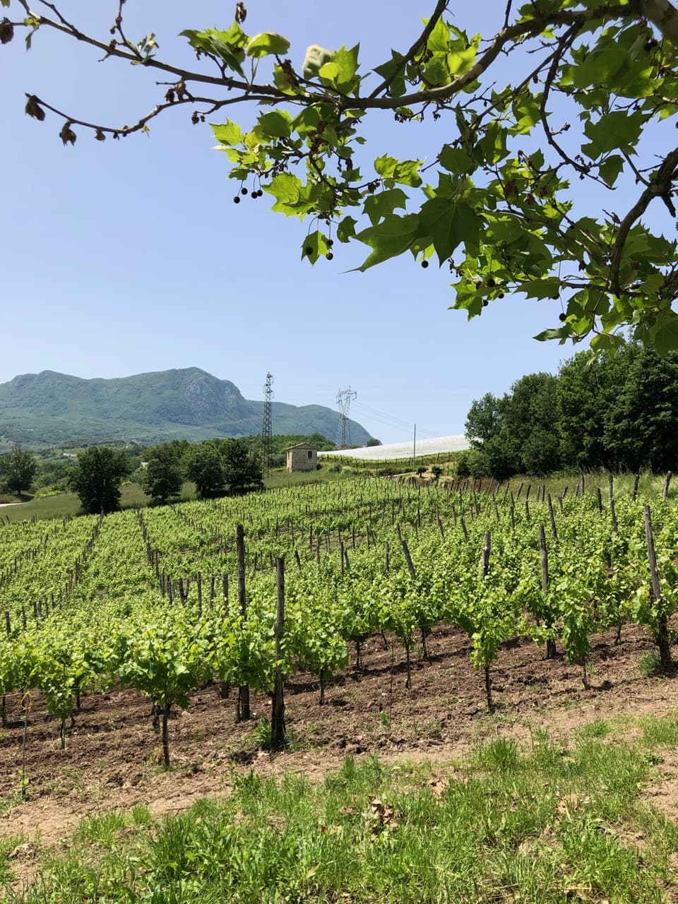 Aglianico