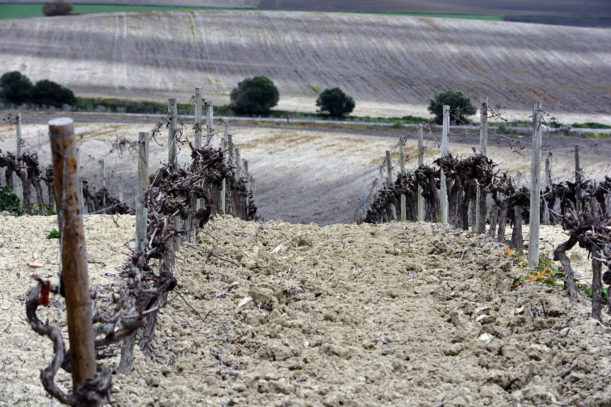 Vineyard
