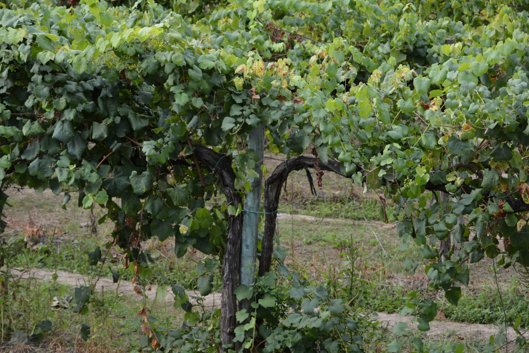 bild på Trebbiano