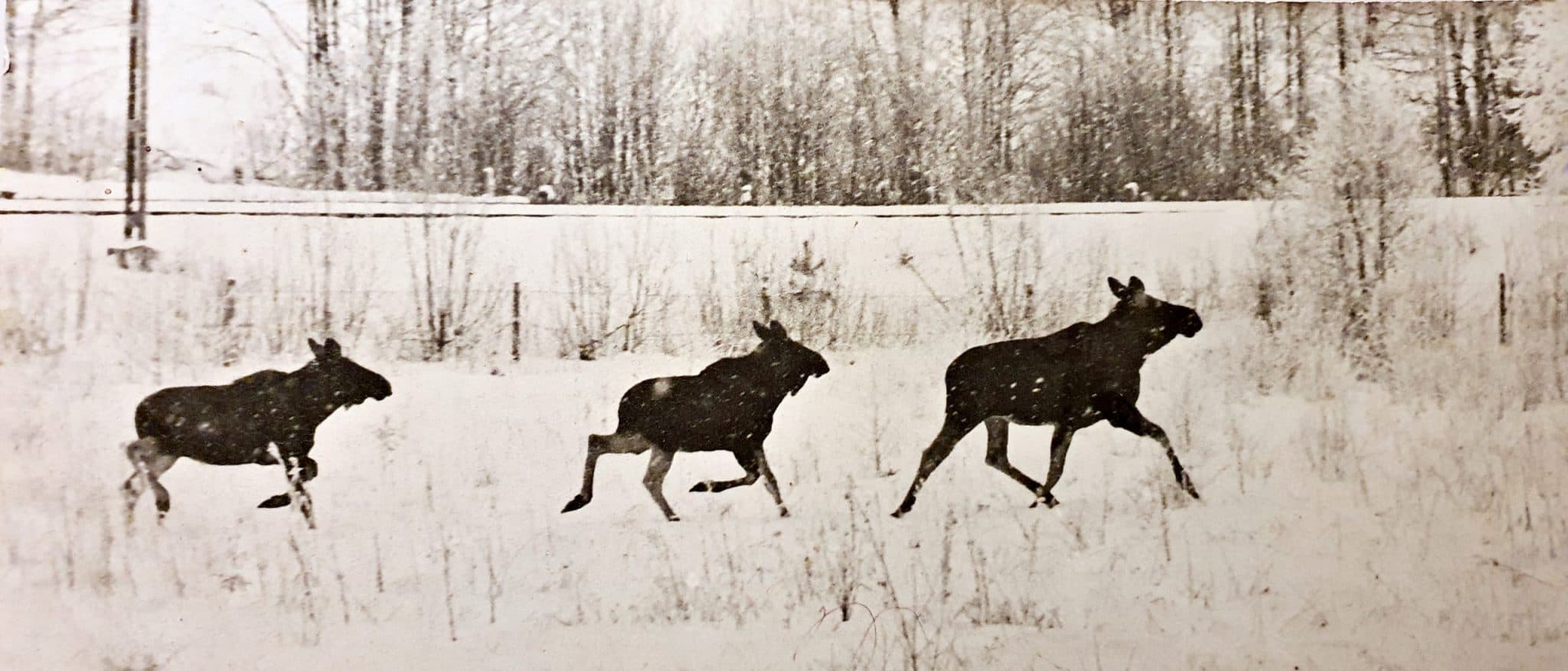 Älggryta