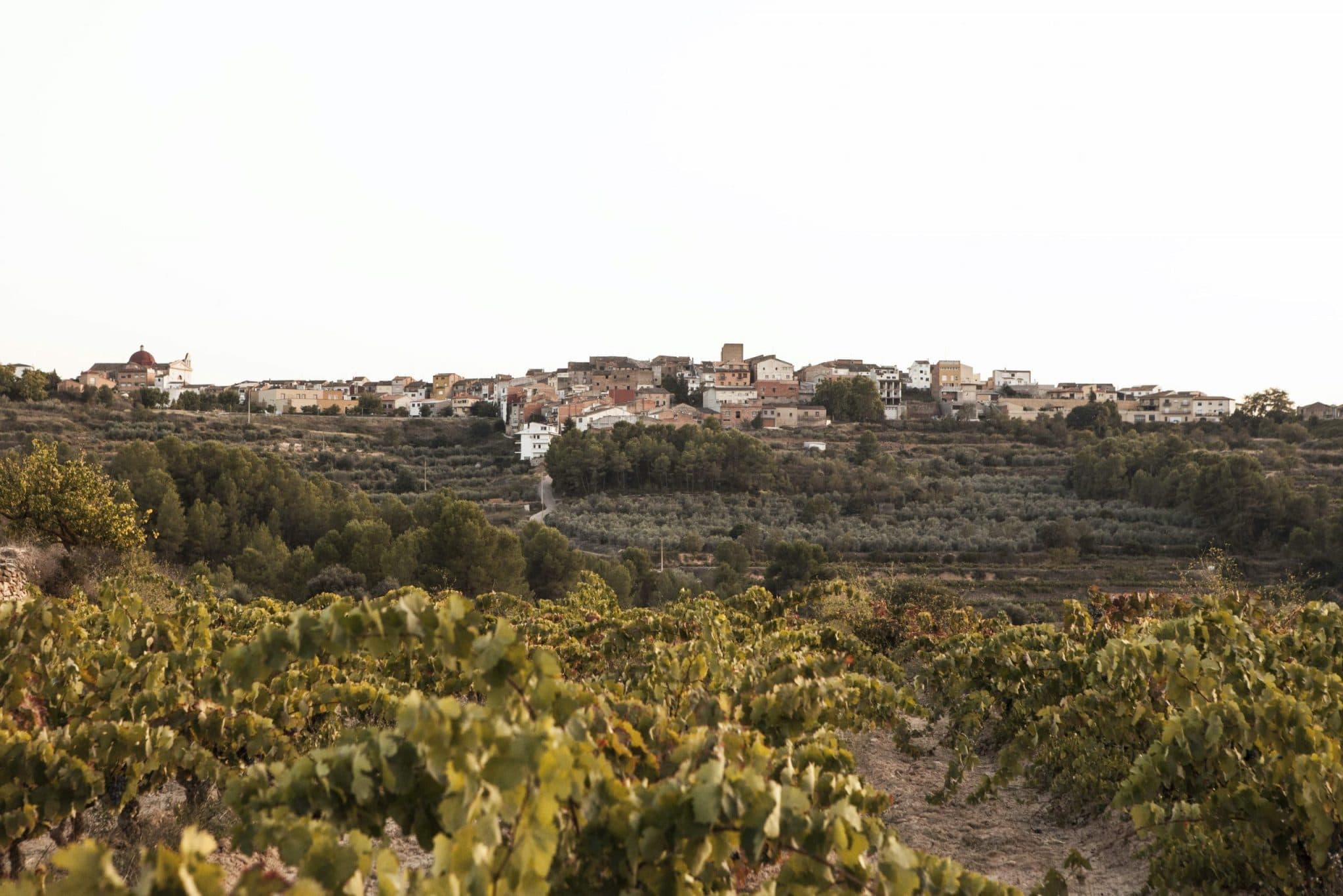 Månadens Vinhus: Cellar Masroig