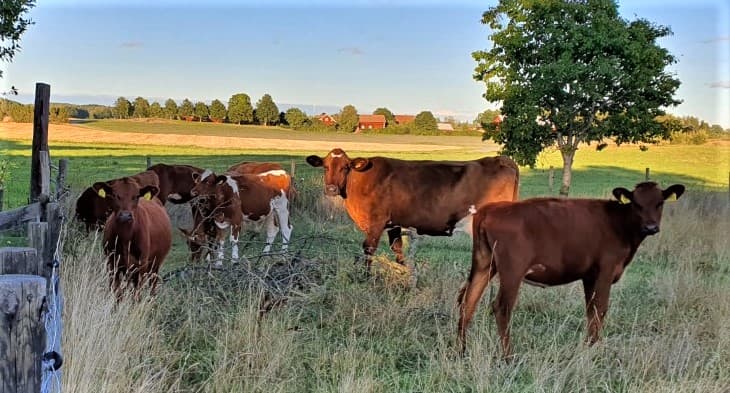 Gott nytt år (igen), nu börjar oxens år!