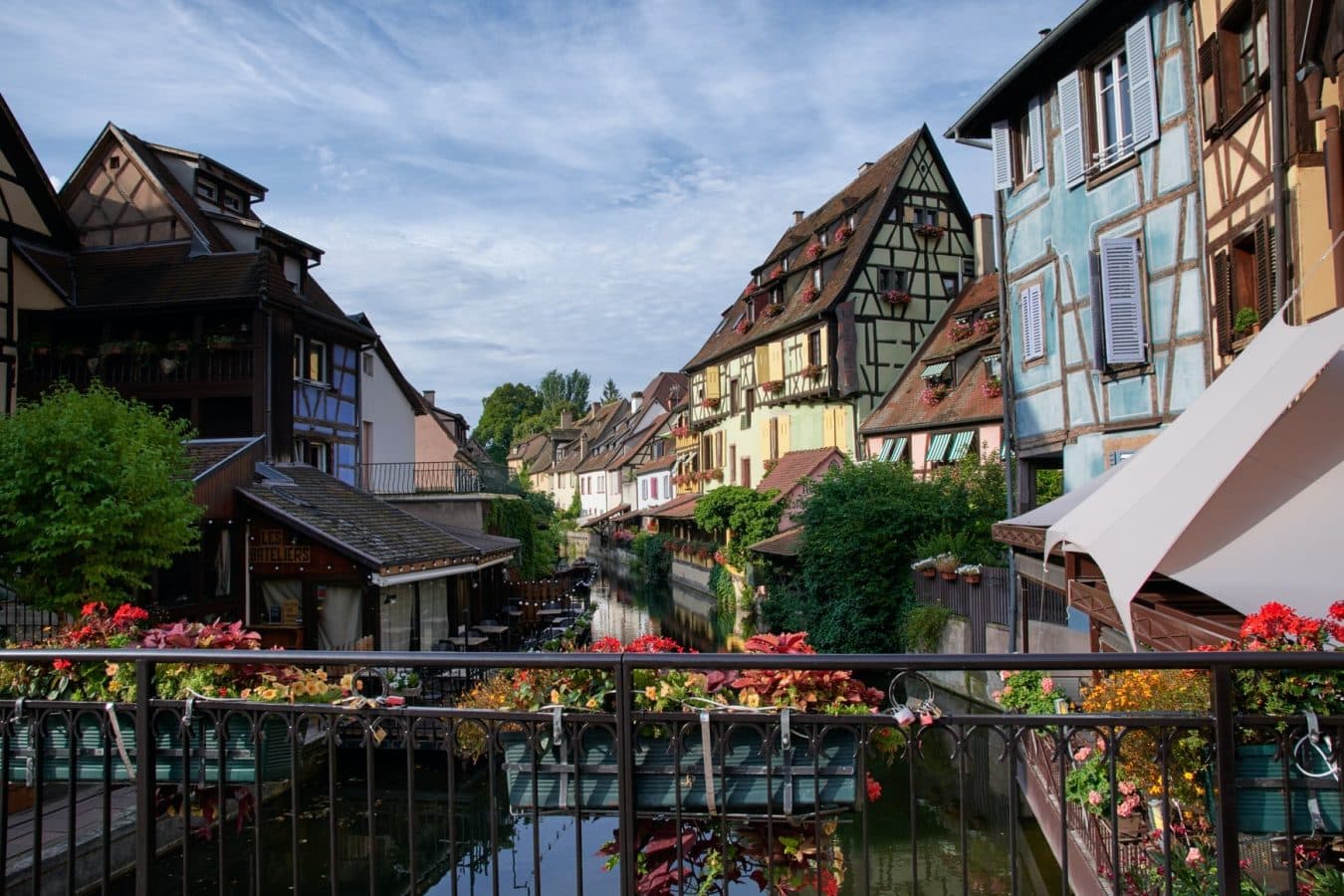 bild på Fokus Alsace druvan pinot gris
