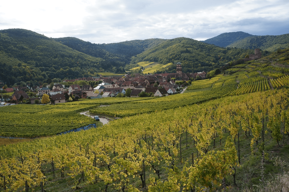 Fokus Alsace druvan riesling