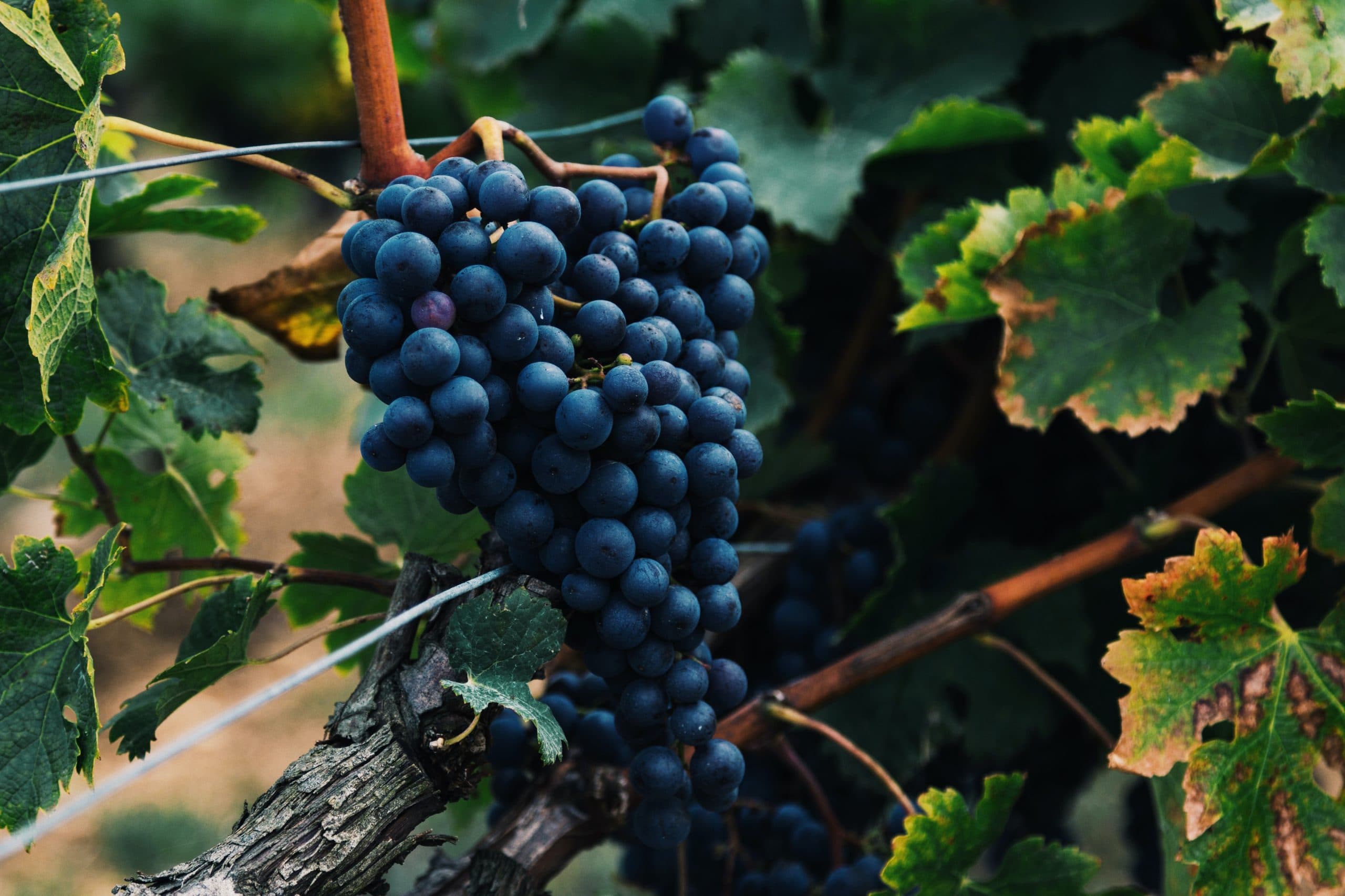 Carignan - en druva att återupptäcka