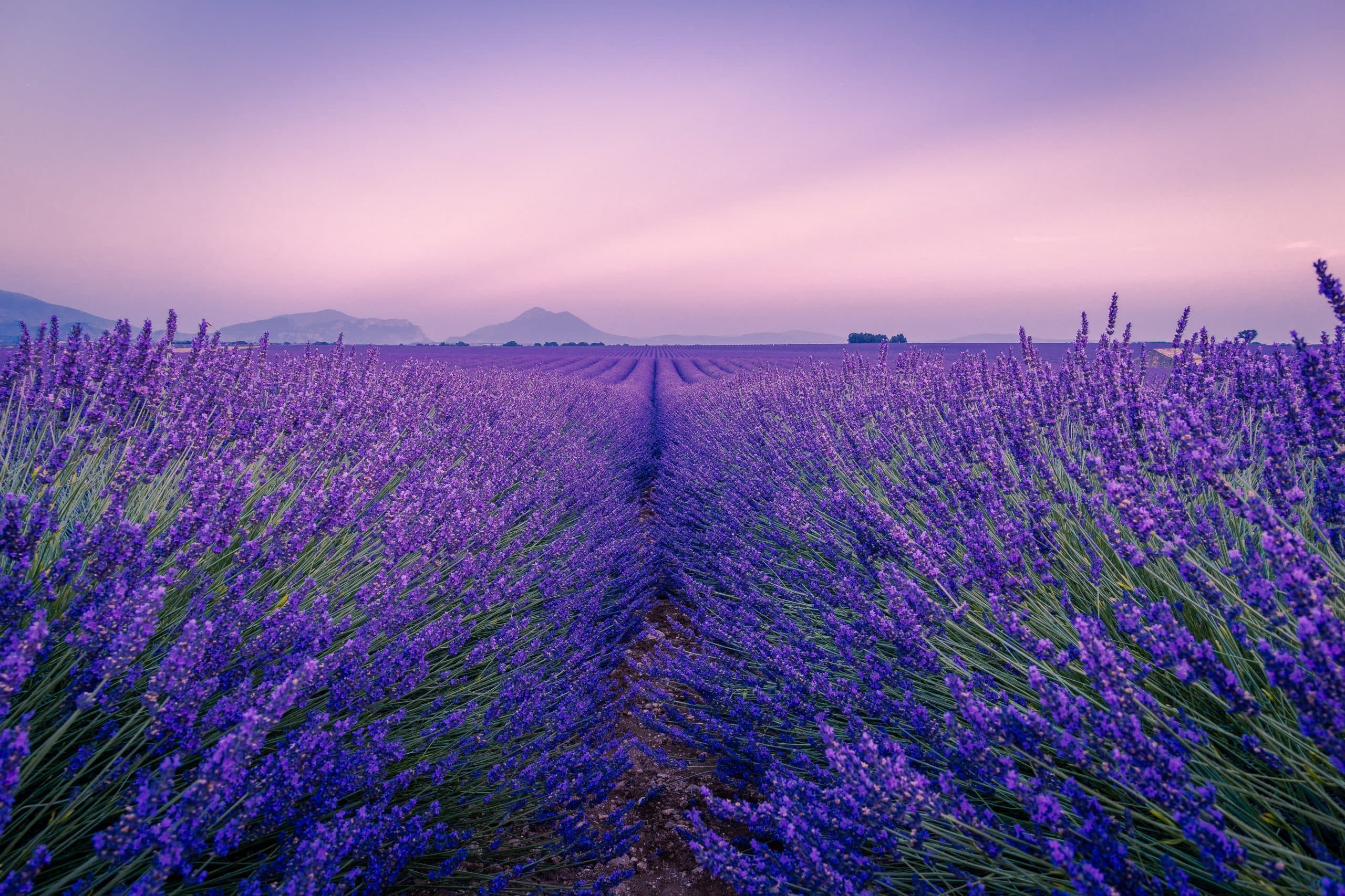 Sommarens rosé från Provence