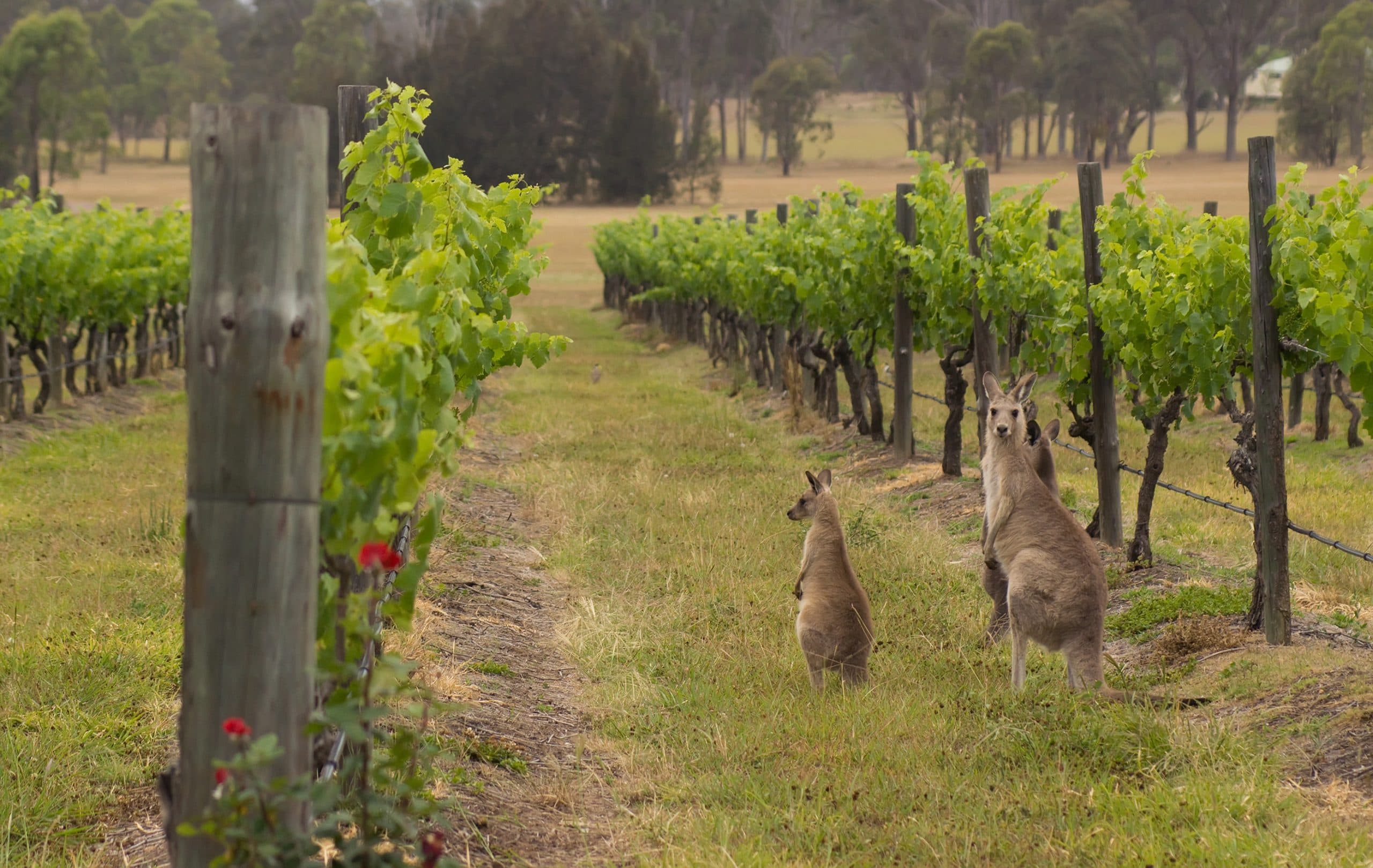 Vinlandet Australien – New South Wales