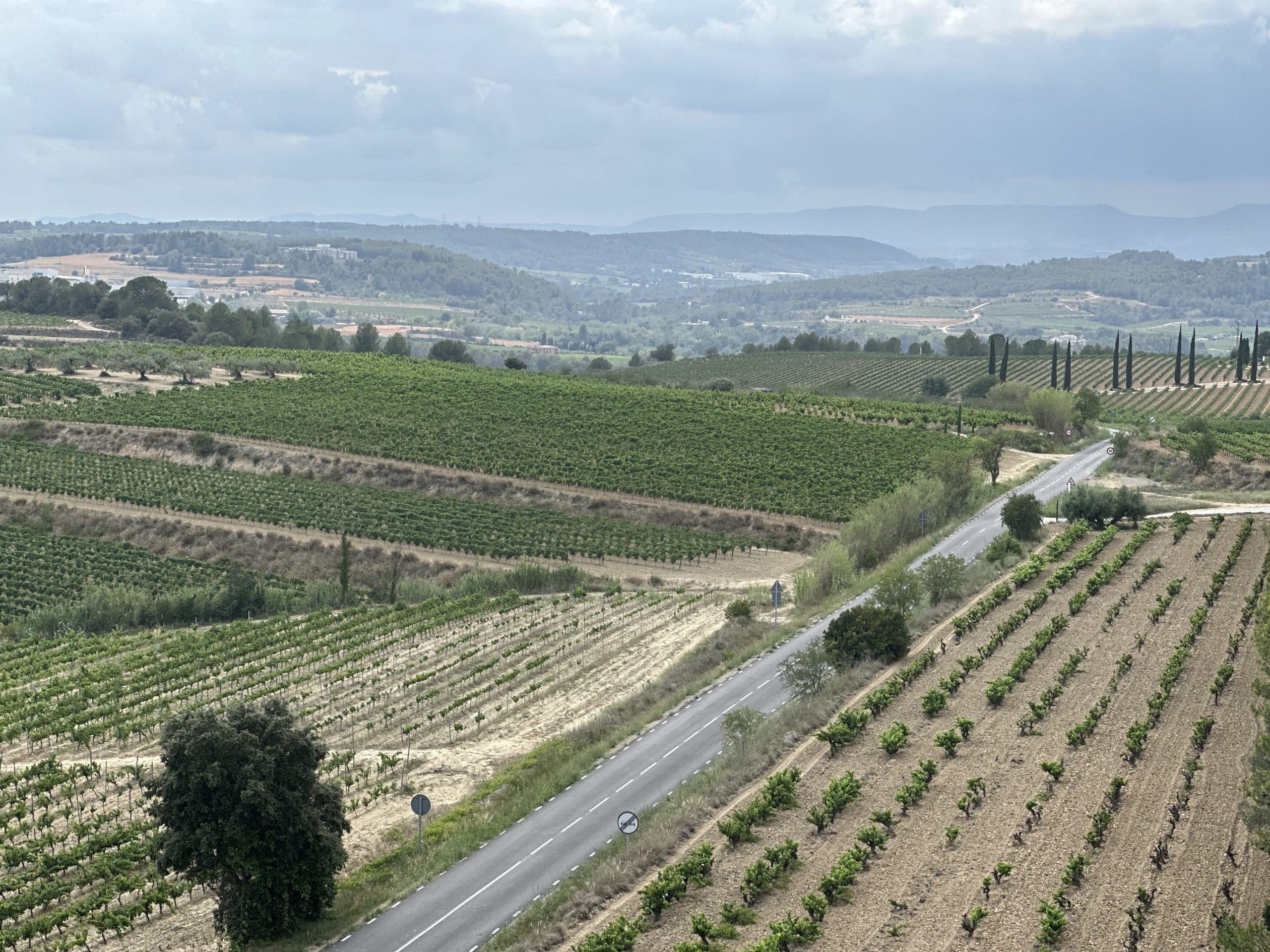 Xarel-lo är stjärnan i Penedès