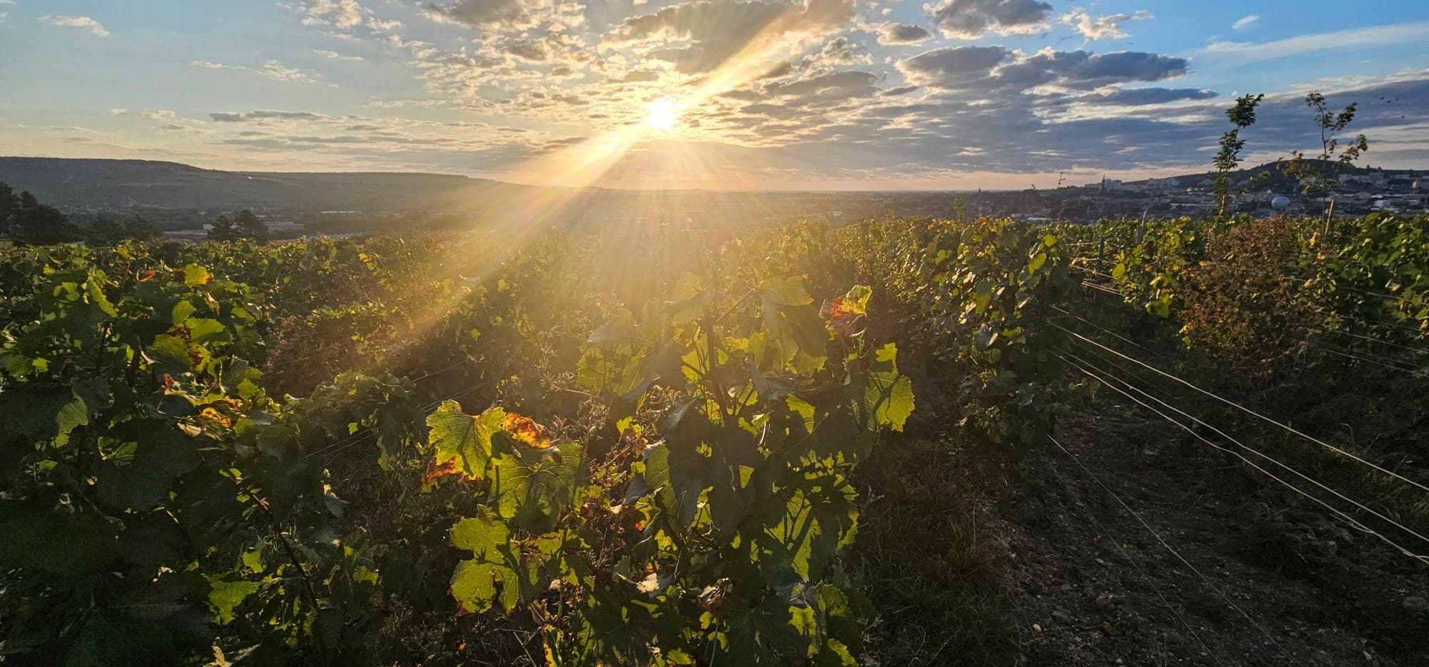 Champagne skörd 2023