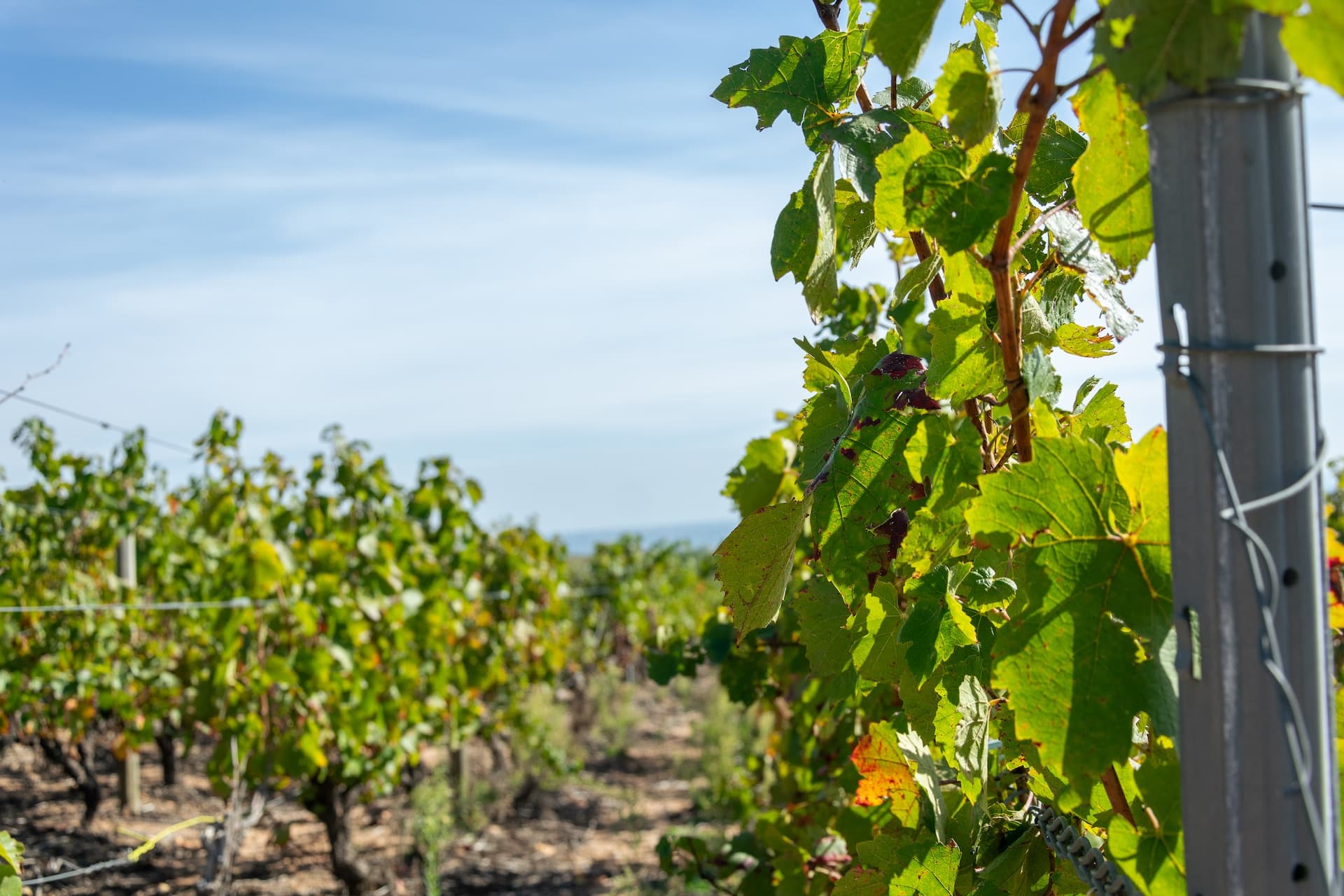 Bourgogne-skolan Beaujolais