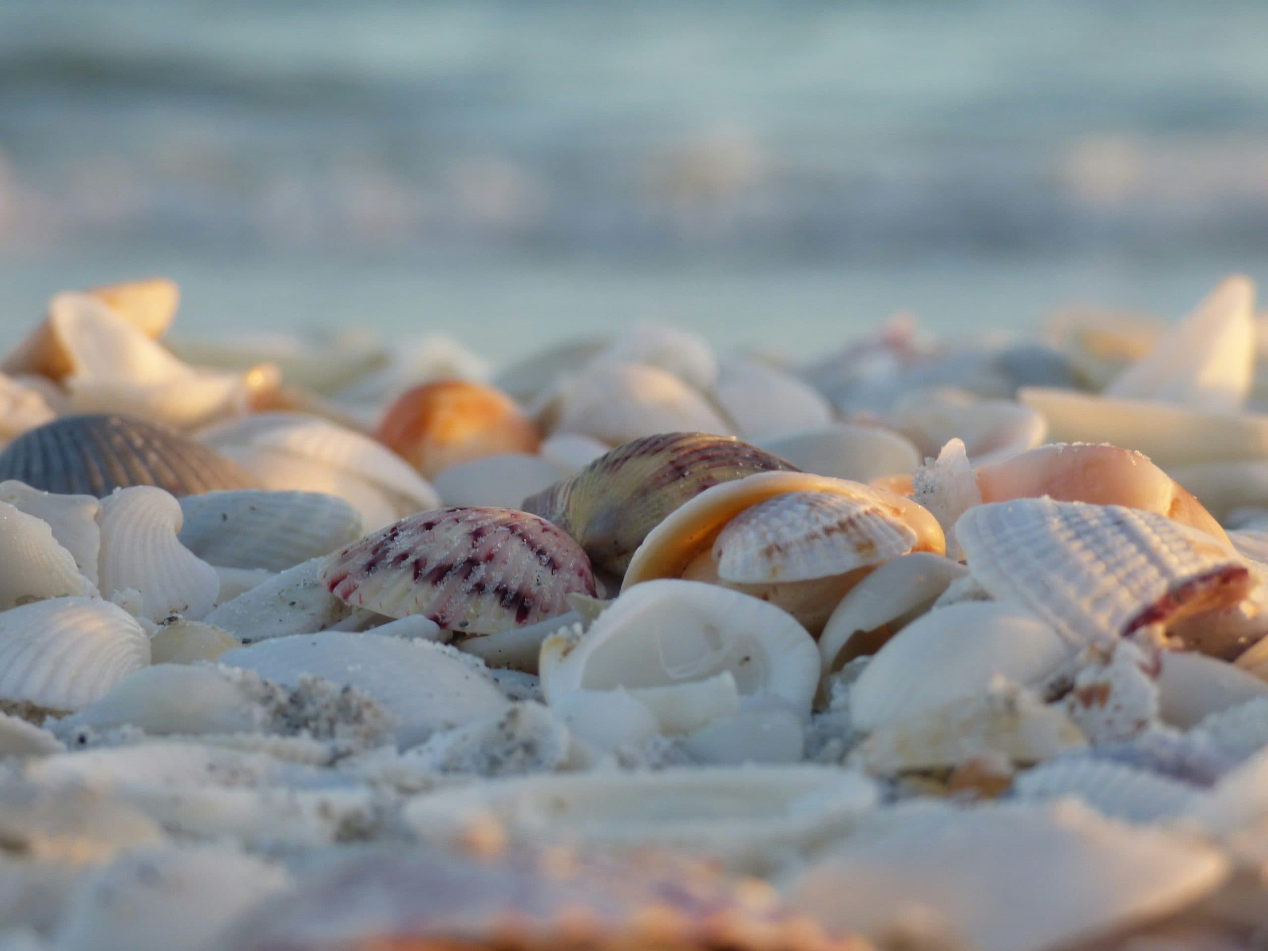 Minorcan clam chowder, Florida clams