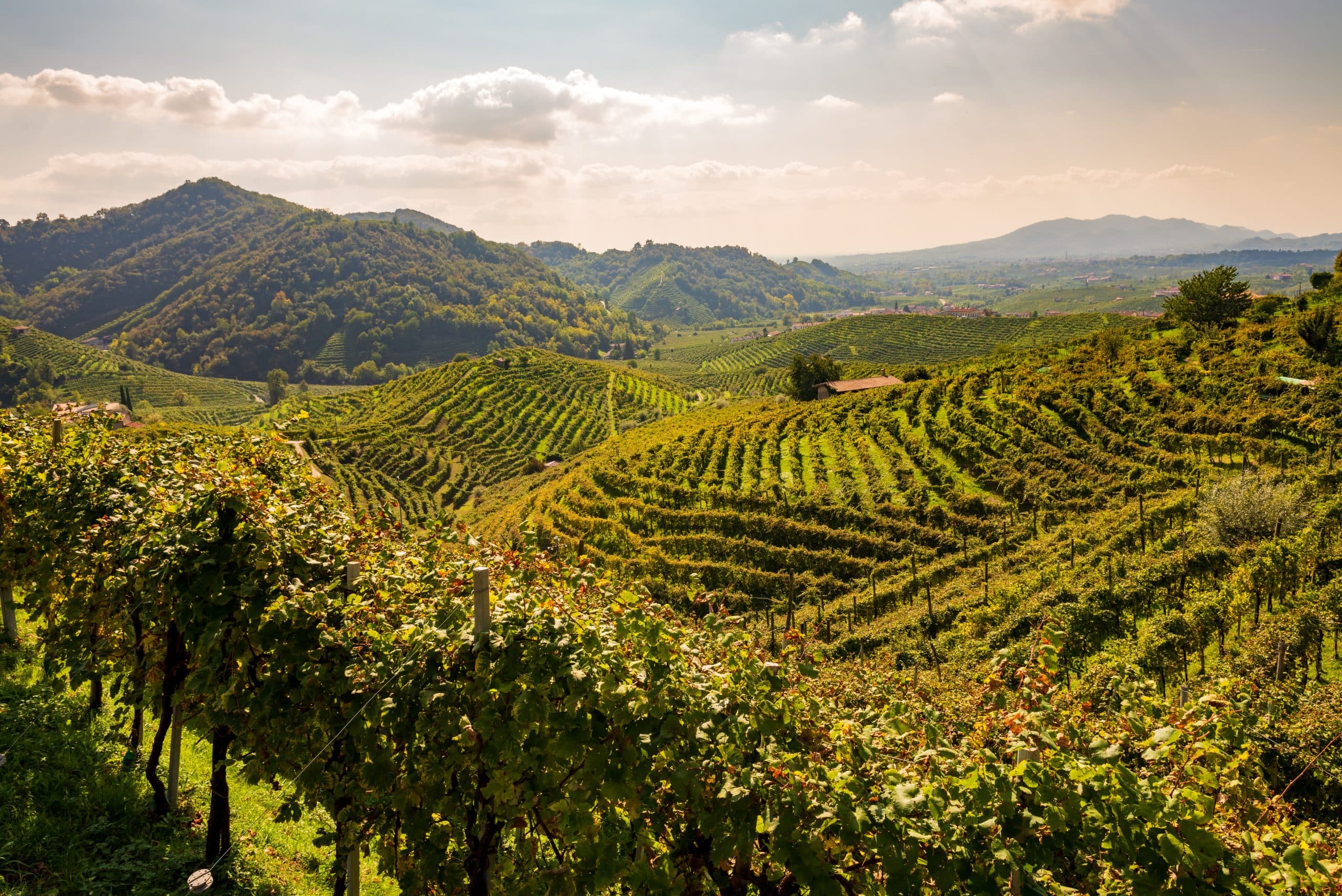 Prosecco sui lieviti