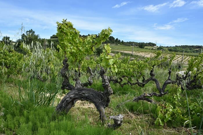 Provence, vingård