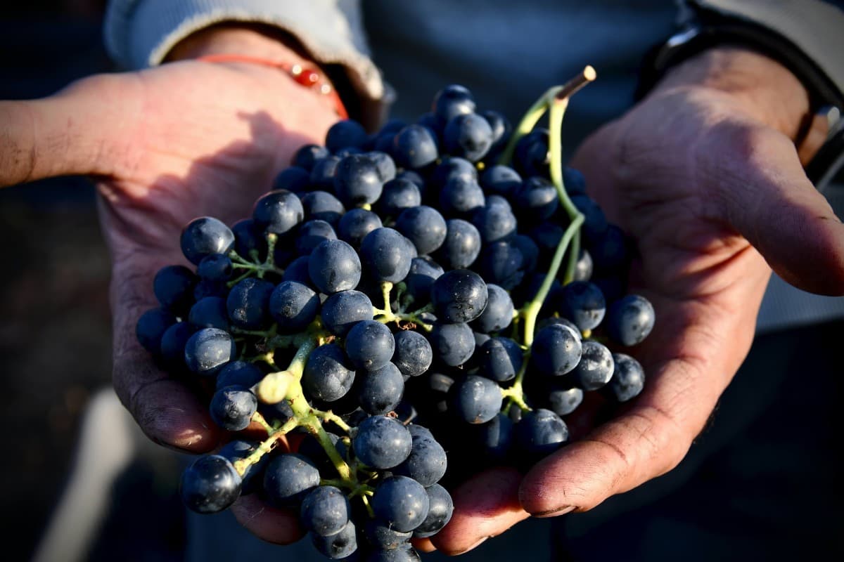 bild på Tempranillo från två adresser