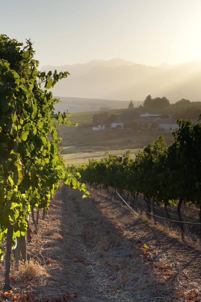 bild på Månadens Vinhus: Mulderbosch Vineyards