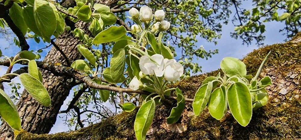 Blommande träd