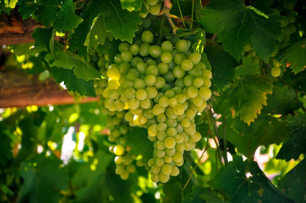 Sommaren med chardonnay