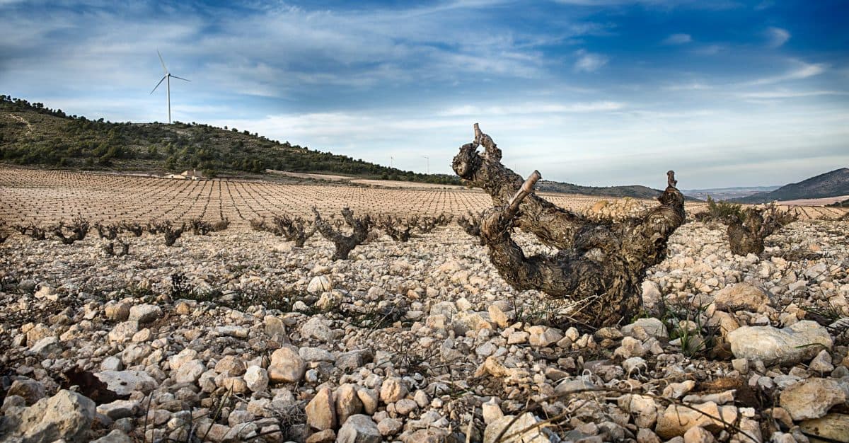 bild på Månadens vinhus: Bodegas Juan Gil
